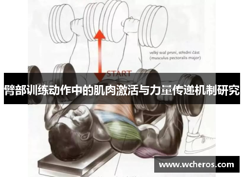 臂部训练动作中的肌肉激活与力量传递机制研究